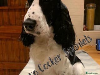 Cocker Spaniel dogs Harvey - Advert 19