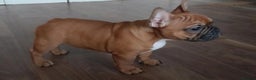 French Bulldog dogs for stud: 💥3x Ch Rocky of Empire OB UK💥FBCE Silver Tested in Doncaster - Advert 32