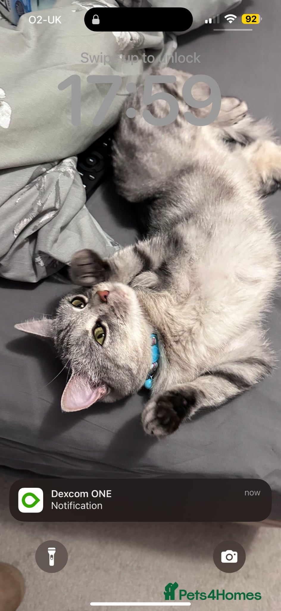 Mixed Breed cats Rosie - Advert 1