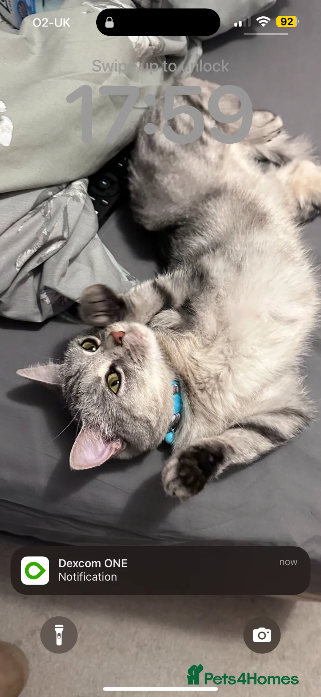 Mixed Breed cats for sale: Rosie - Advert 1