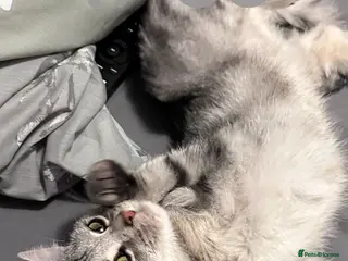 Mixed Breed cats Rosie - Advert 1