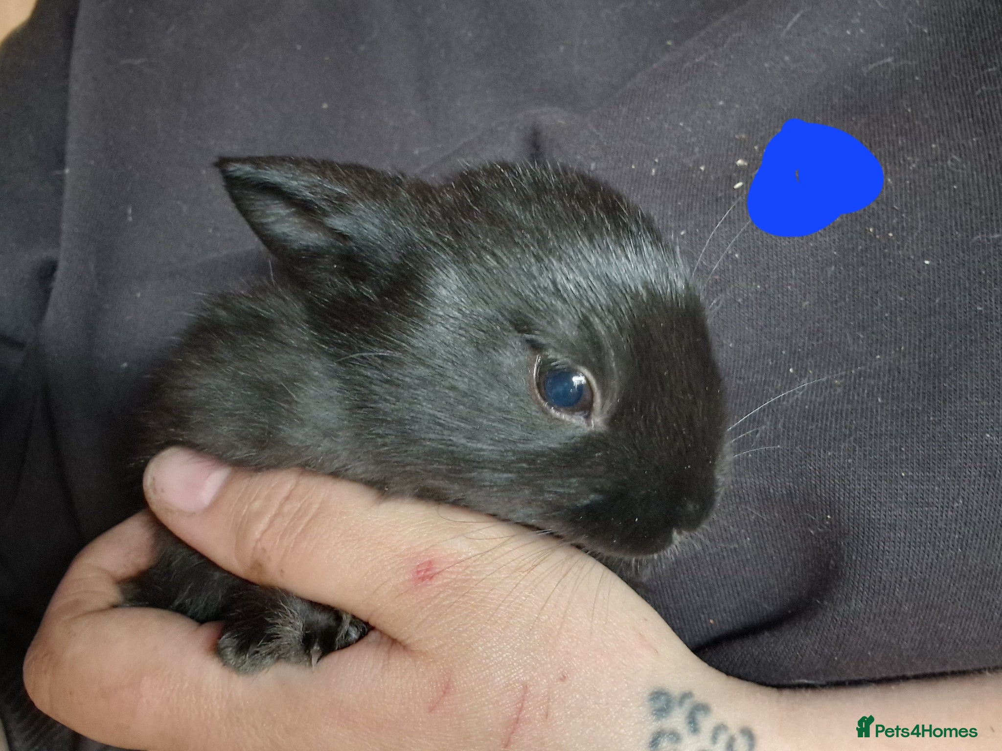 Mini Lop rabbits for sale: Mini lops  - Advert 10
