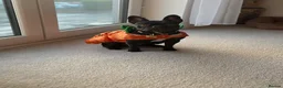 French Bulldog dogs for sale: French Bulldog- Nora - Advert 2