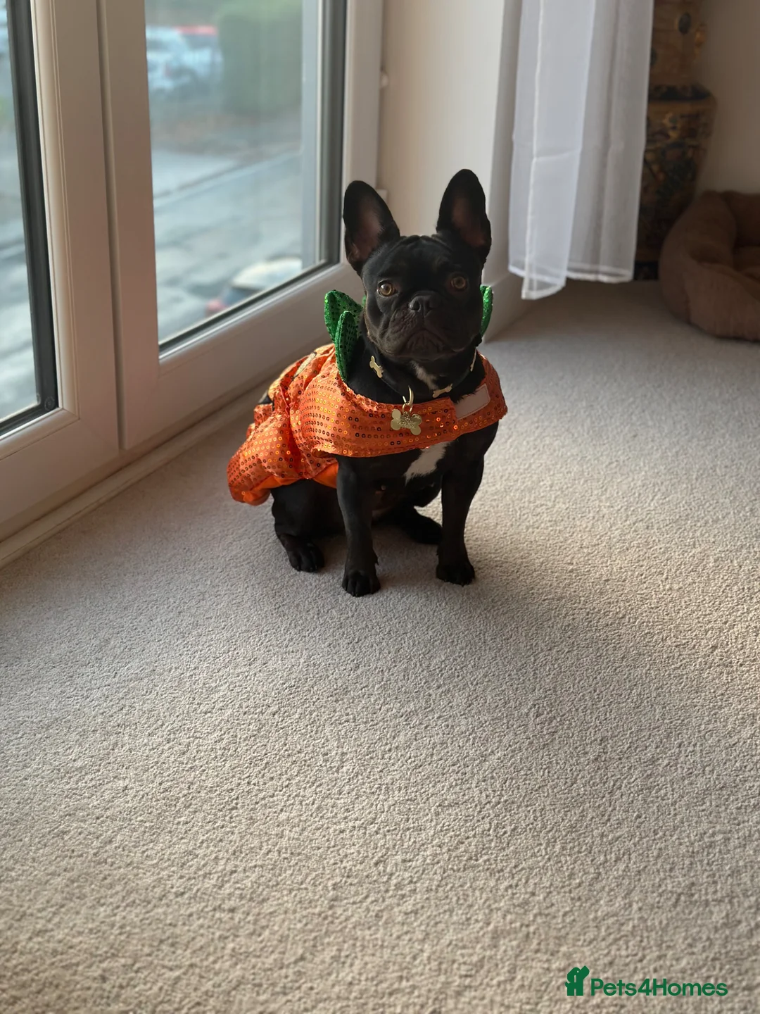French Bulldog dogs for sale: French Bulldog- Nora - Advert 2