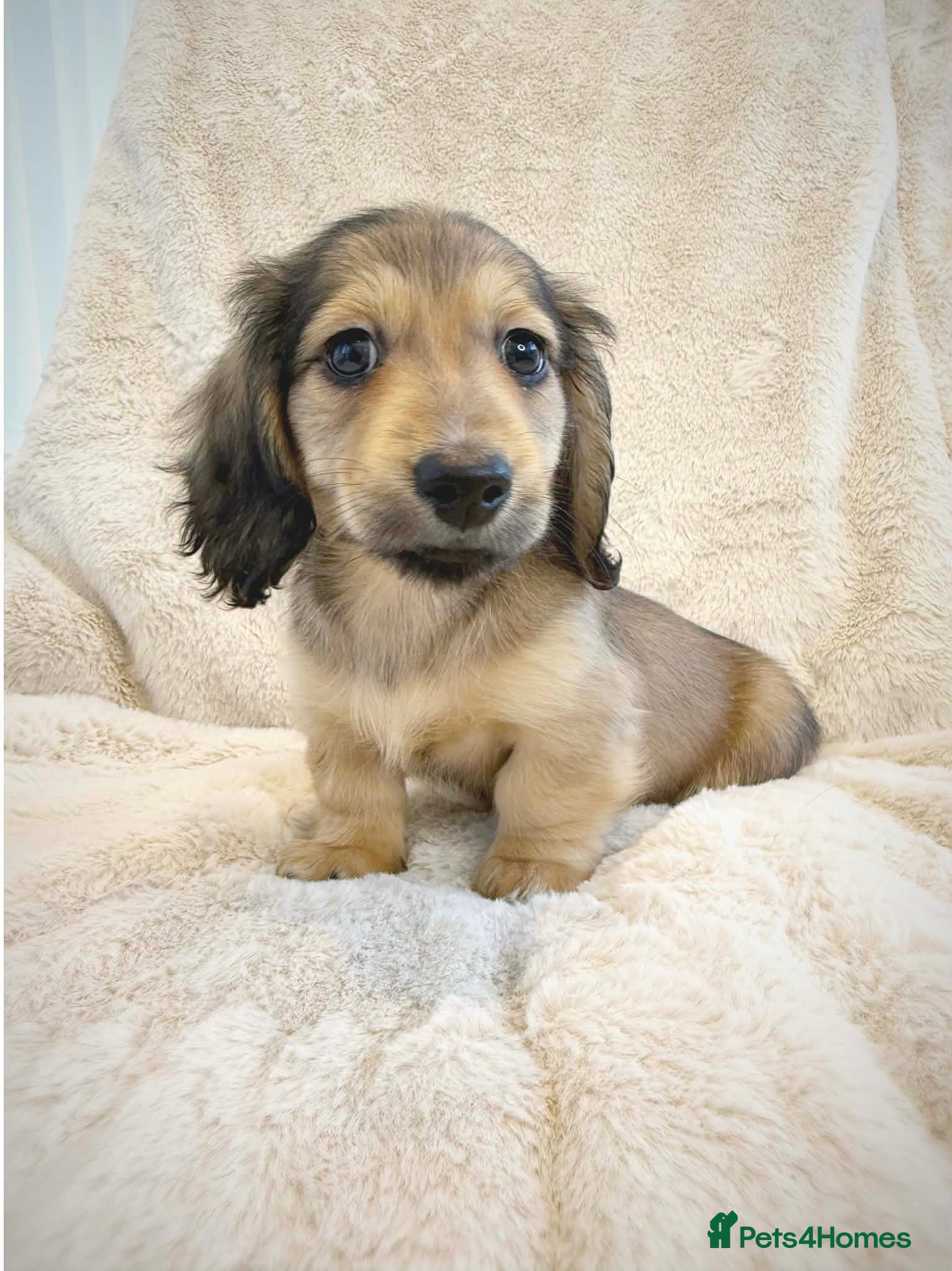 Miniature Dachshund dogs READY NOW‼️ KC Cream Miniature Dachshund Puppies  - Advert 2