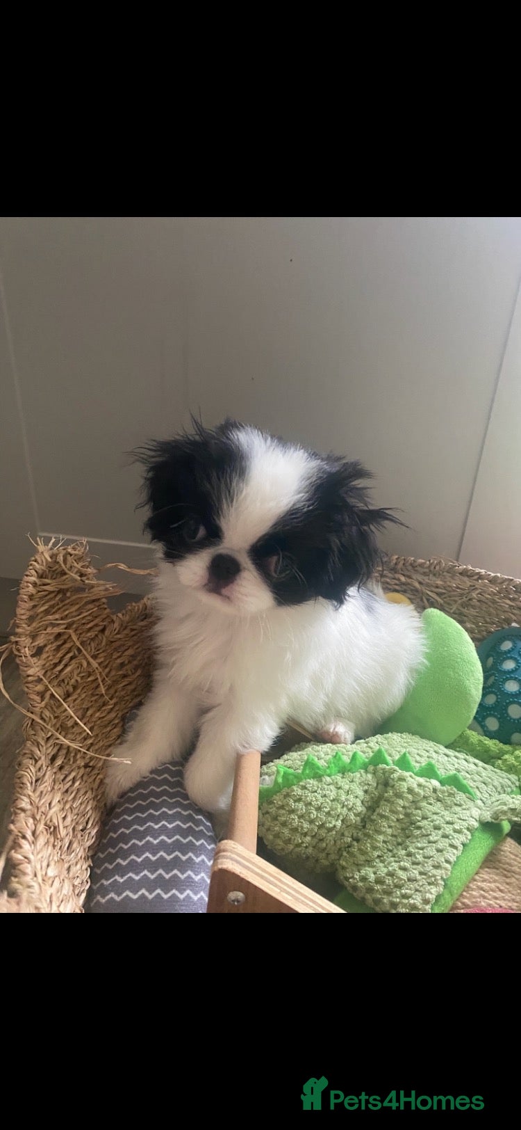 Japanese Chin dogs Stunning Japanese chin puppies last puppy  - Advert 1