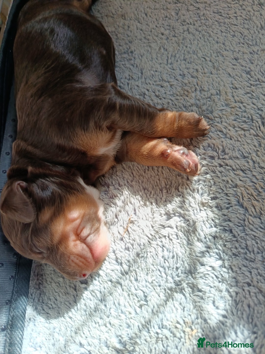 Australian Labradoodle dogs for sale: These pups have it all - Image 4