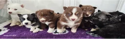 Siberian Husky dogs for sale: Ready to go ! Siberian Husky - Advert 30