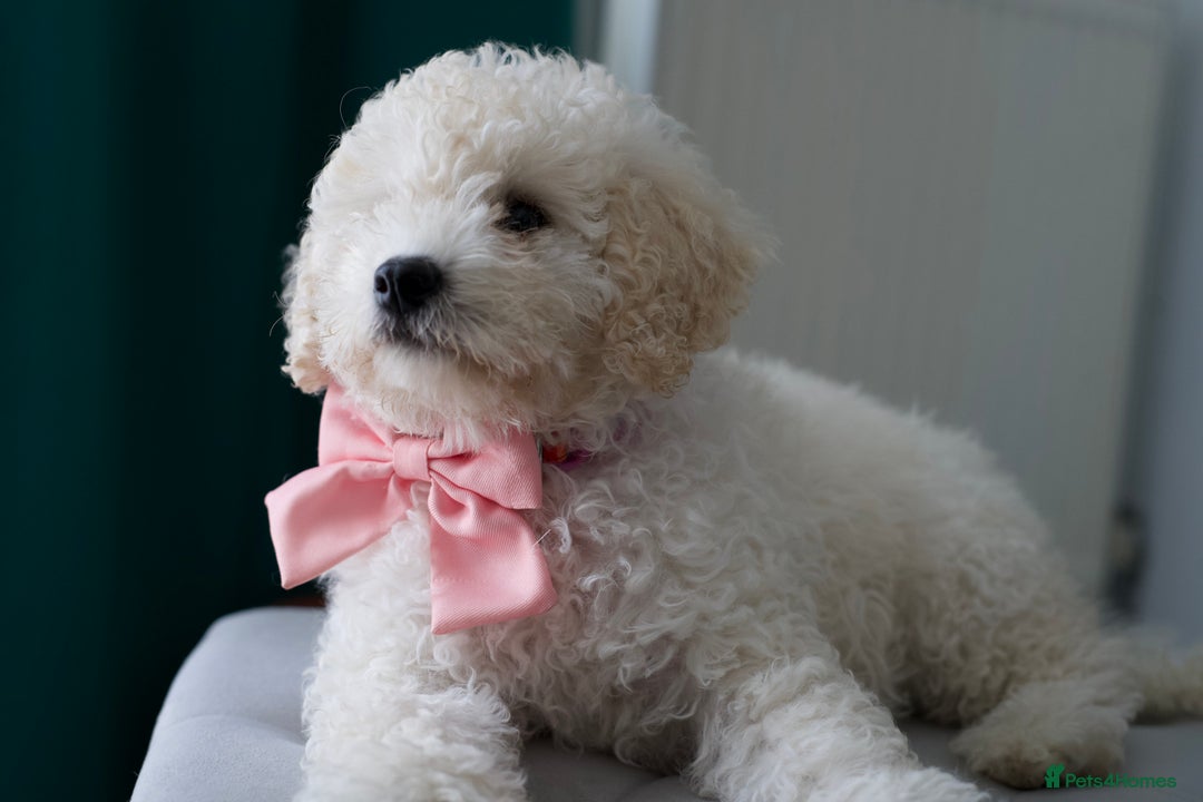 Shihpoo dogs for sale: Shihpoo - Image 5