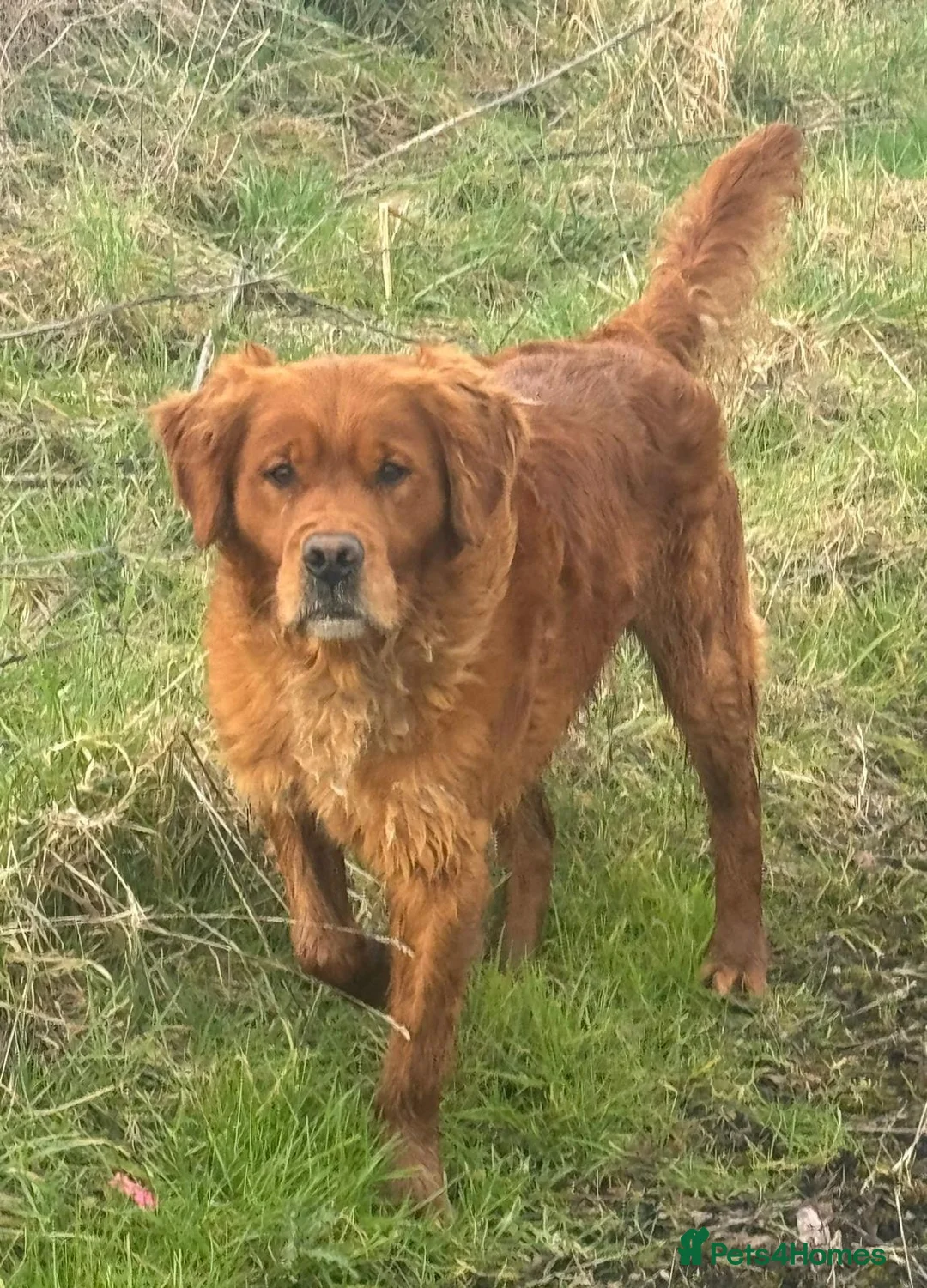 Golden Retriever dogs for sale: Health Tested Gold/Red KC Golden Retriever Puppies - Advert 10