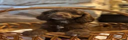 Cockapoo dogs for sale: Beautiful F1 Cockapoo Puppies  - Advert 15