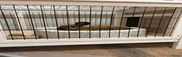 Mixed Breed rabbits for sale: Rehome bunny  in Watford - Advert 3