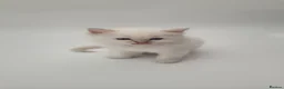 Ragdoll cats for sale: Registered purebred lilac tabby / lynx - Advert 13