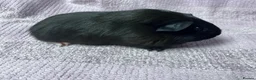 Guinea Pig rodents for sale: Young Sow Guinea pigs  - Advert 6