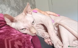 Sphynx cats for sale: Female rehoming  - Image 4