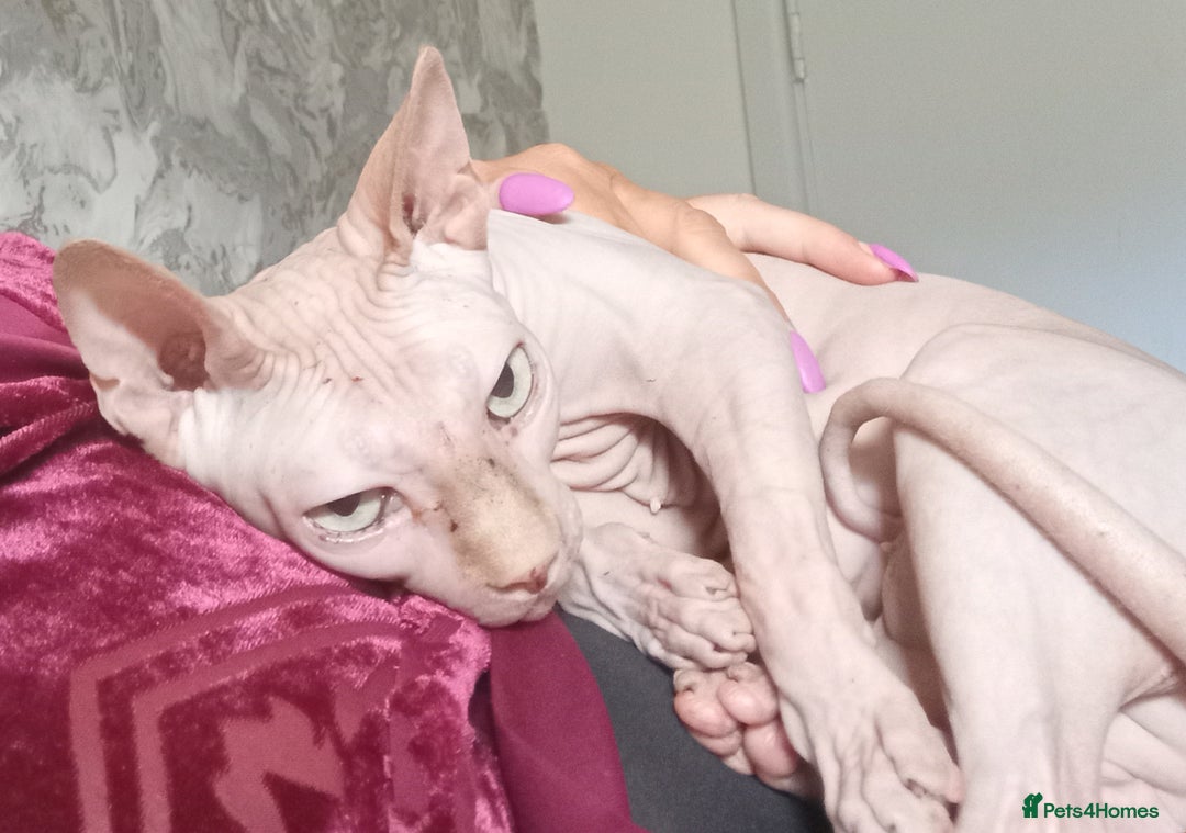 Sphynx cats for sale: Female rehoming  - Image 4