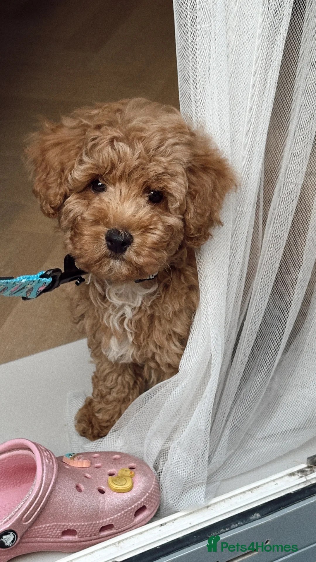 Cavapoo dogs for sale: Muffin - Advert 3