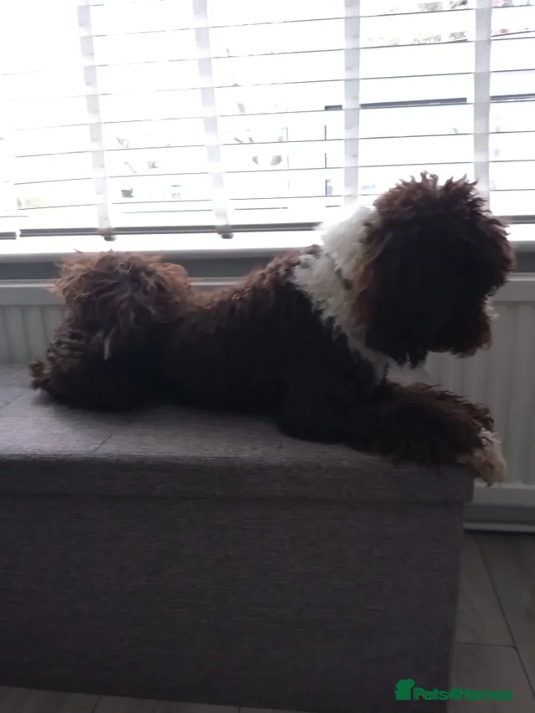 Poodle dogs for sale: Eddie looking forever home  - Advert 2