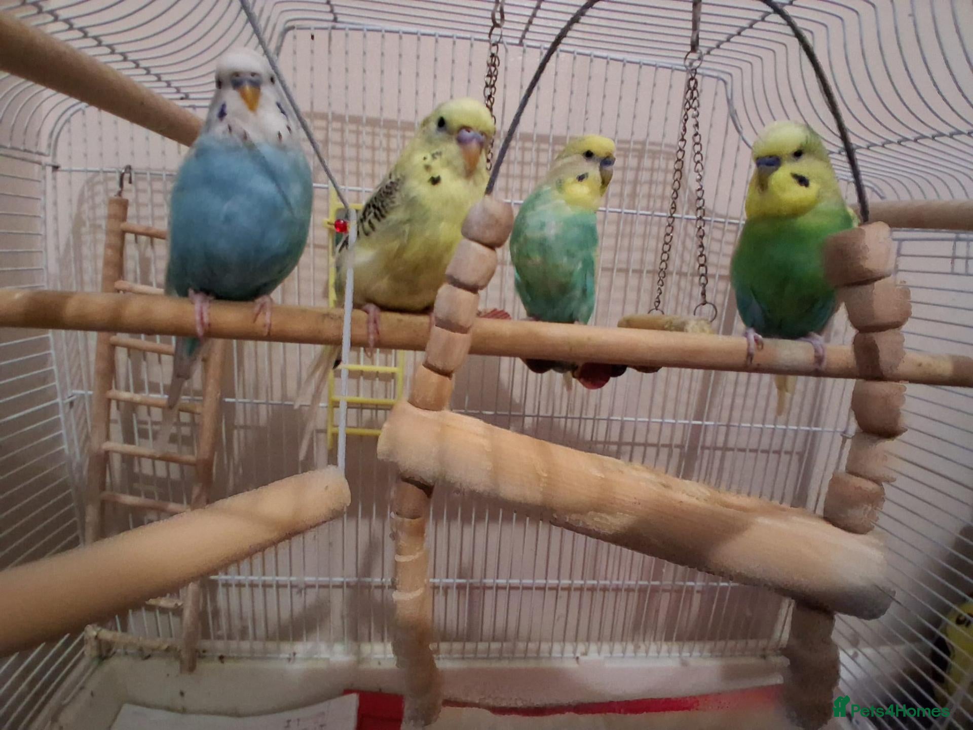 Budgerigars birds 4 Budgies - Advert 8