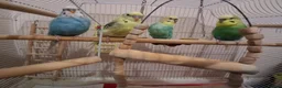 Budgerigars birds for sale: 4 Budgies in Birmingham - Advert 1