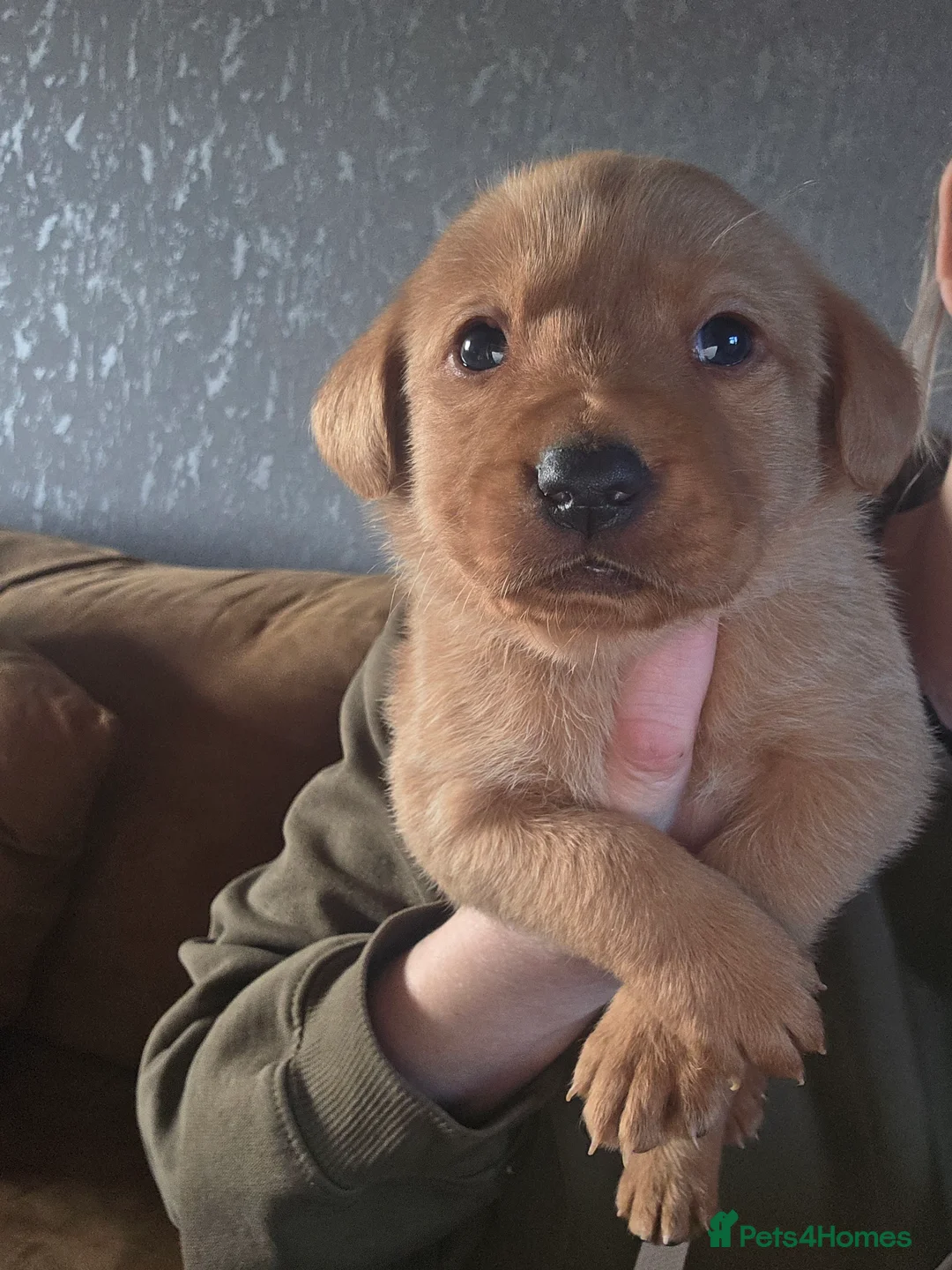 Labrador Retriever dogs for sale: 8 labrador puppies for sale  - Advert 6