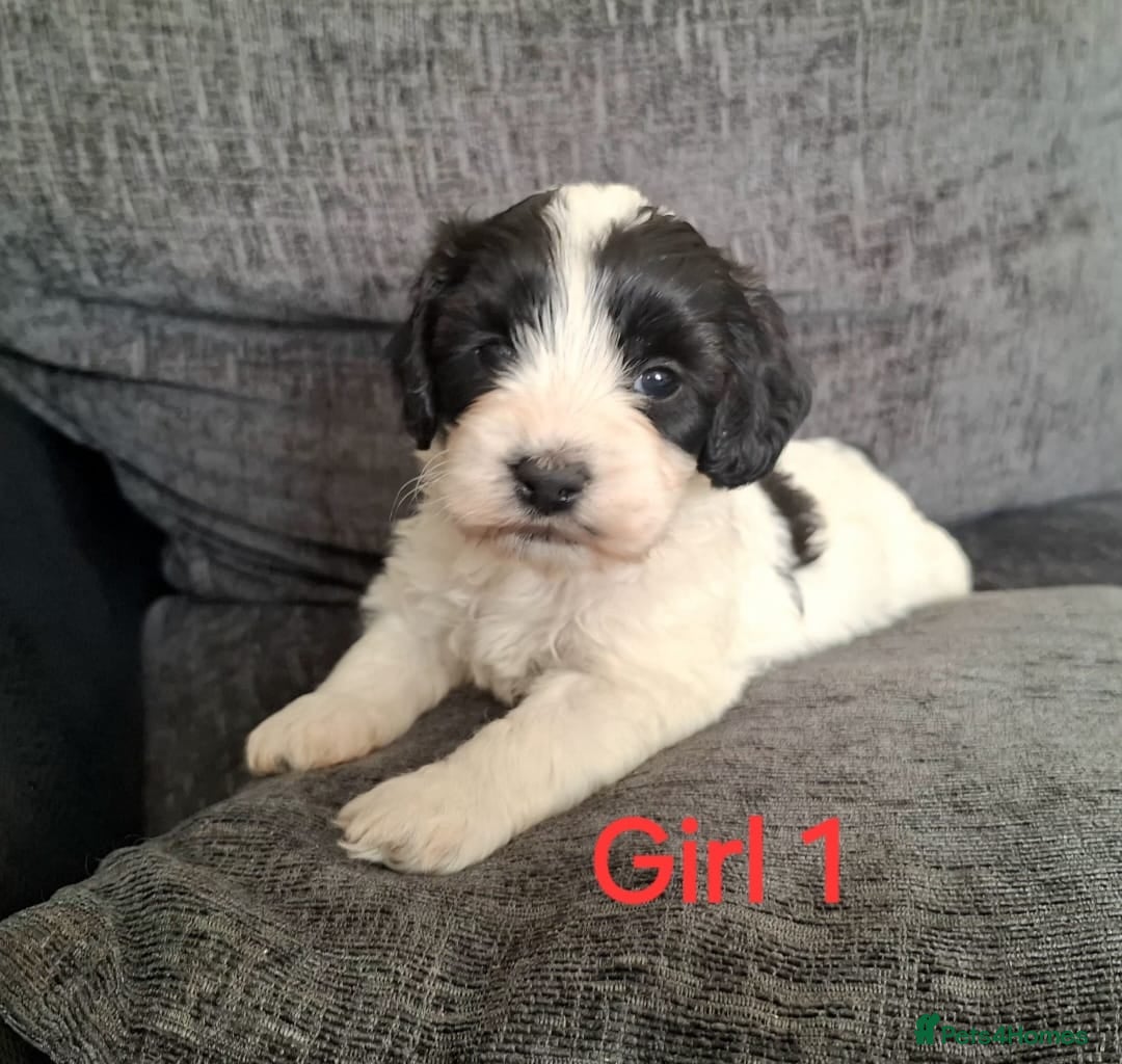 Mixed Breed dogs Cockapoochon - Advert 2