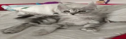 Maine Coon cats for sale: ✨ STUNNING TICA REGISTERED MAINE COON KITTENS ✨ in Livingston - Advert 3