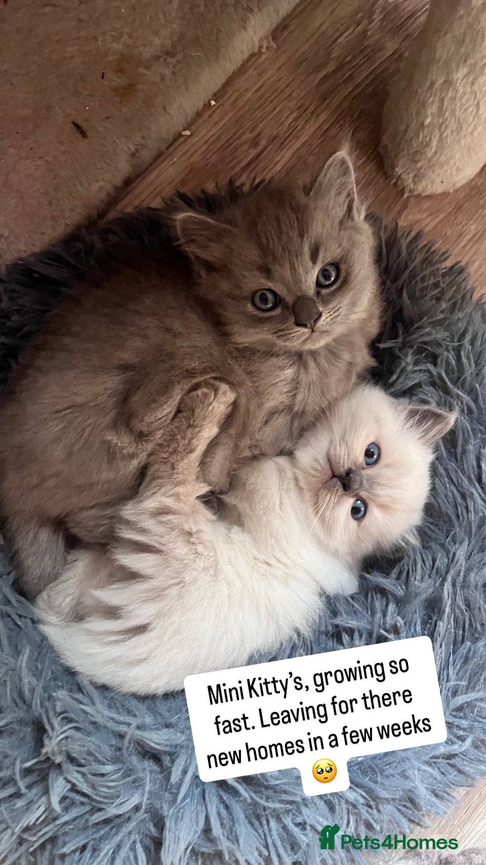 Ragdoll cats Ragdoll x British long hair - Advert 1