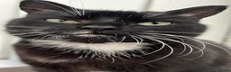 American Shorthair cats for sale: A Very Special Toothless Cat  - Advert 5
