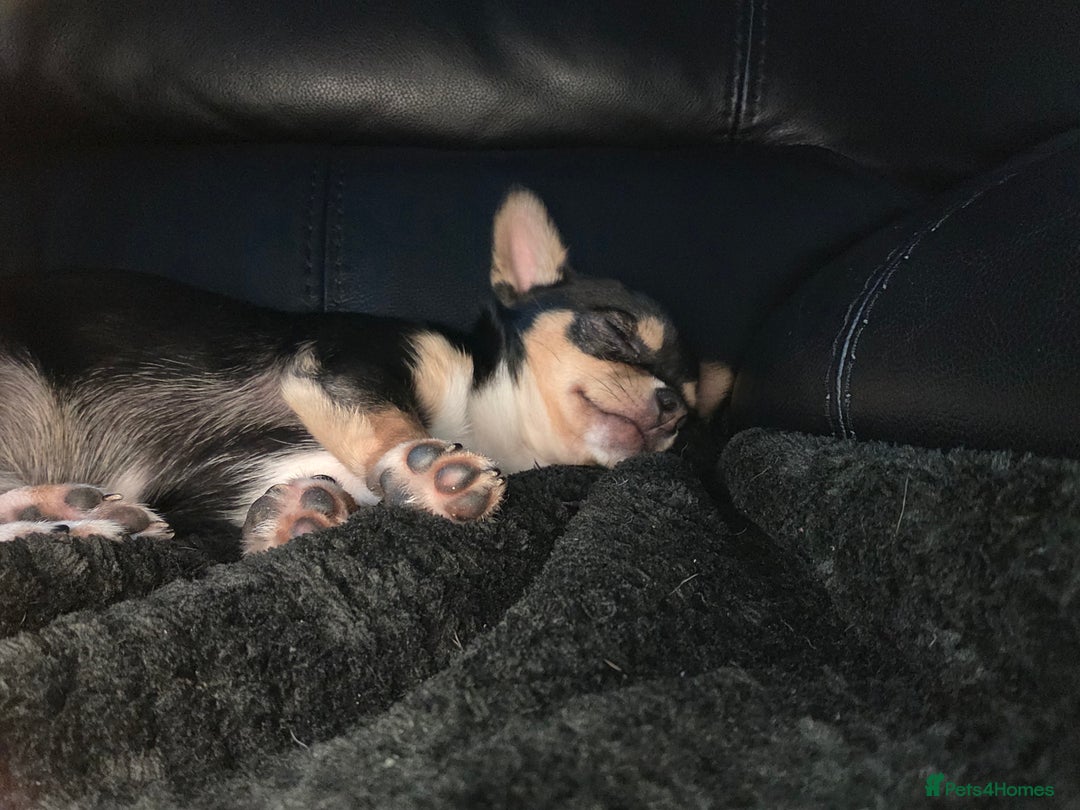 Chihuahua dogs for sale: LAST ONE Chihuahuas for sale BOY  - Image 3