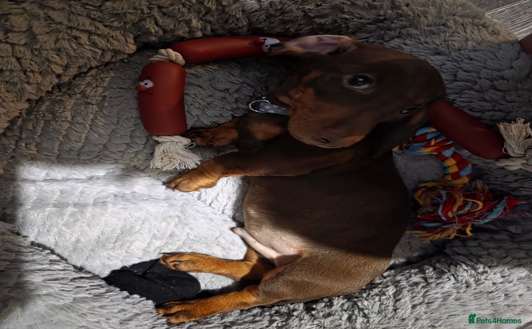 Miniature Dachshund dogs - Advert 7