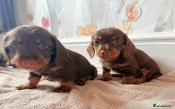 Miniature Dachshund dogs for sale: Quality miniature dachshund puppies  - Image 11