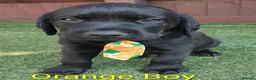 Labrador Retriever dogs for sale:  KC Black Labradors – 4 Boys & 2 Girls Available🐶 - Advert 19