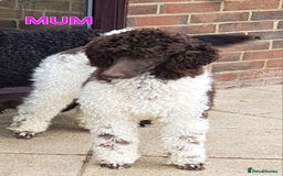 Standard Poodle dogs for sale: KC Reg Chocolate parti Standard Poodle puppies - Image 17