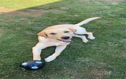 Labrador Retriever dogs for stud: Golden Labrador retriever for stud  - Image 3