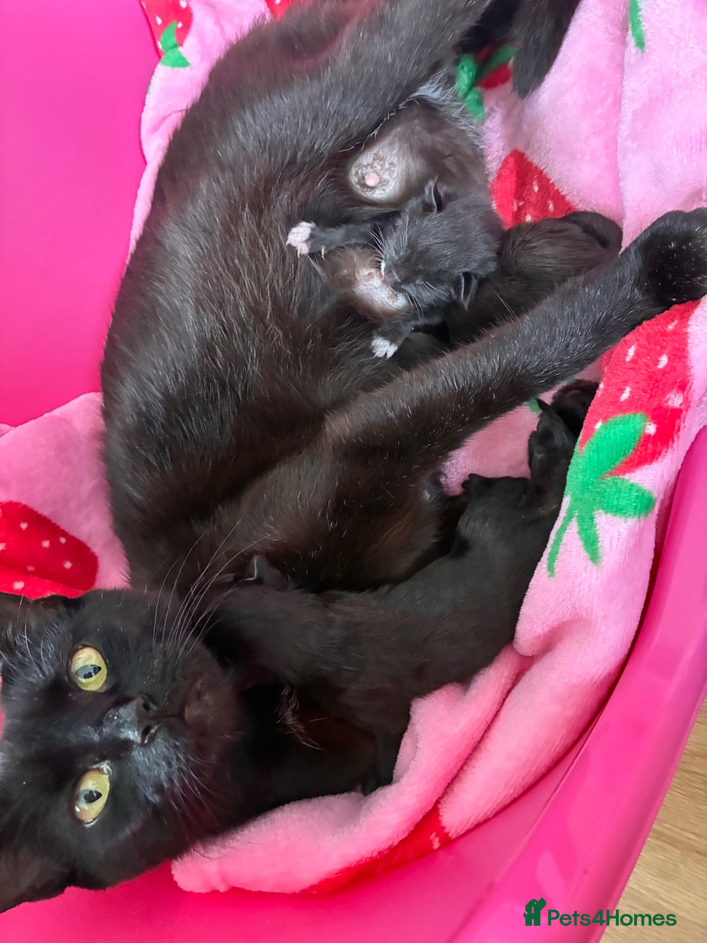 Mixed Breed cats Beautiful kittens for sale  - Advert 8