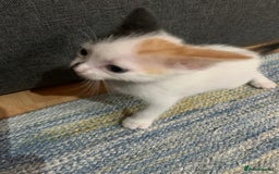 Mixed Breed cats for sale: Adorable kittens looking for a new family - Image 6