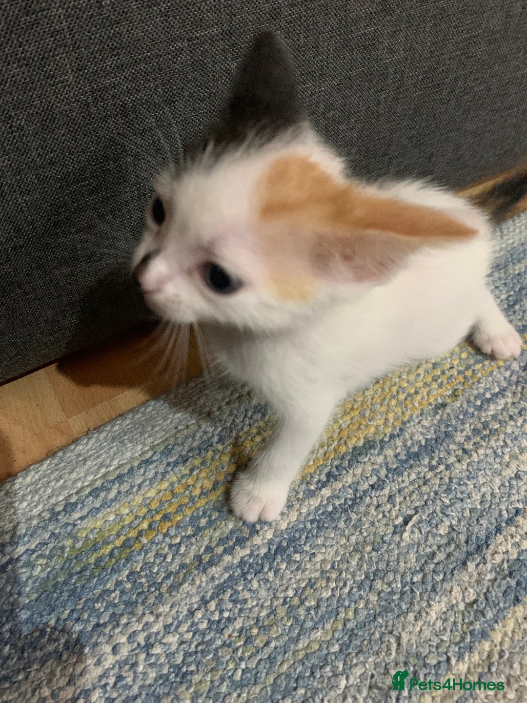 Mixed Breed cats for sale: Adorable kittens looking for a new family - Image 6