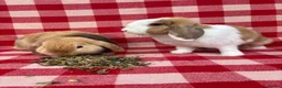 Mini Lop rabbits for sale: Gorgeous Mini Lops  - Advert 6