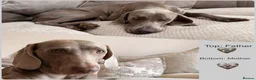 Weimaraner dogs for sale: Wonderful KC Reg Weimaraner Puppies x 6  - Advert 21