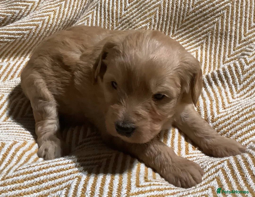 Mixed Breed dogs for sale: AUSTRALIAN LABRADOODLE PUPPIES READY NOW - Advert 15