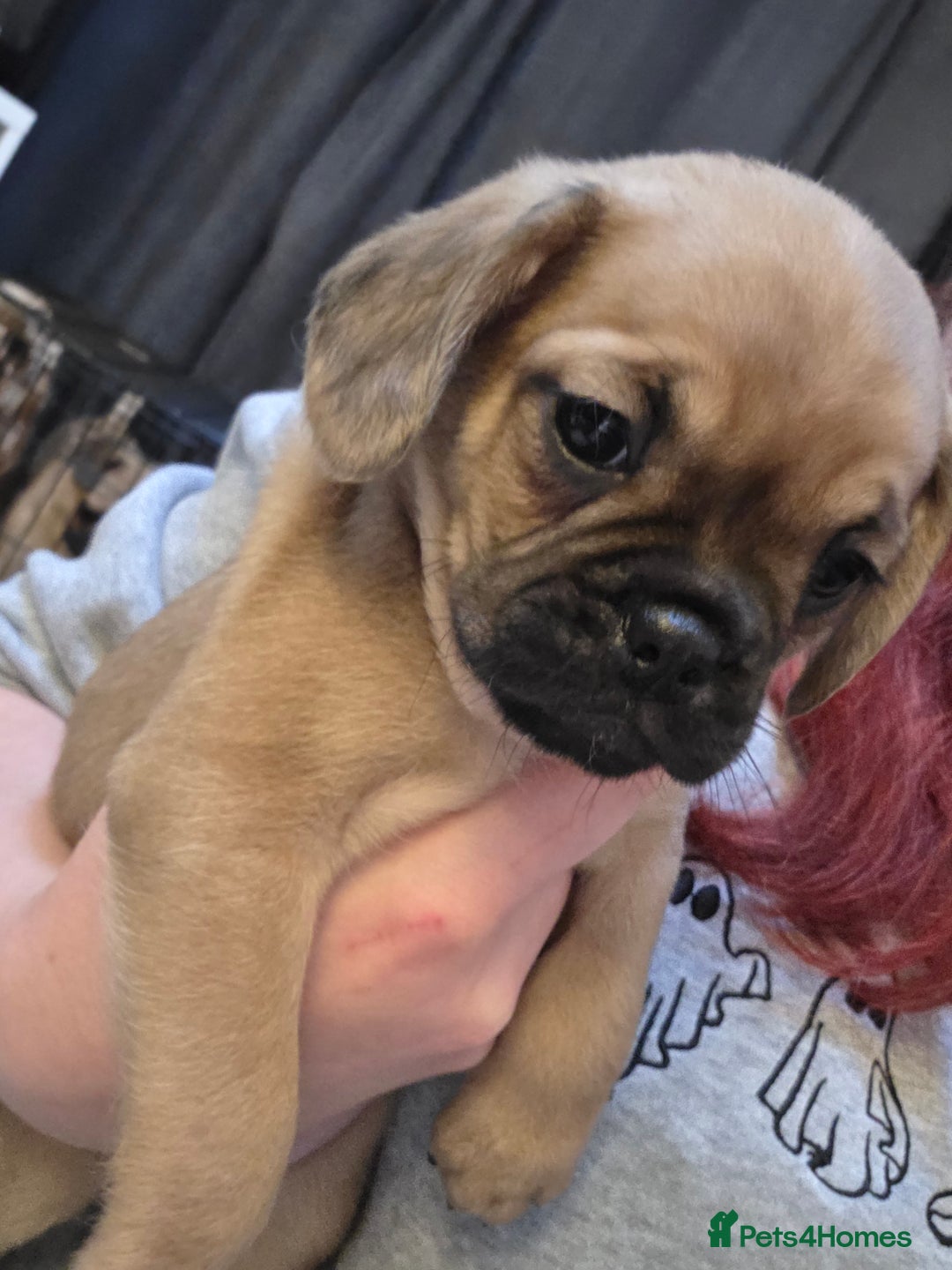 Mixed Breed dogs for sale: Mix breed puppies - Advert 4