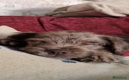 Mixed Breed dogs for sale: Dachshund X Terrier - Mushu  - Advert 2