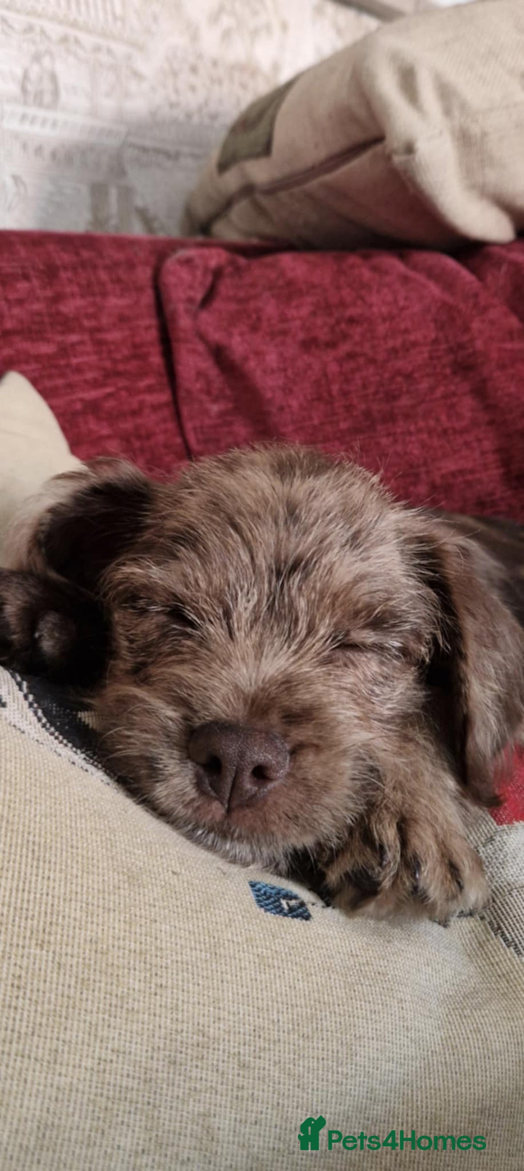 Mixed Breed dogs for sale: Dachshund X Terrier - Mushu  - Advert 2