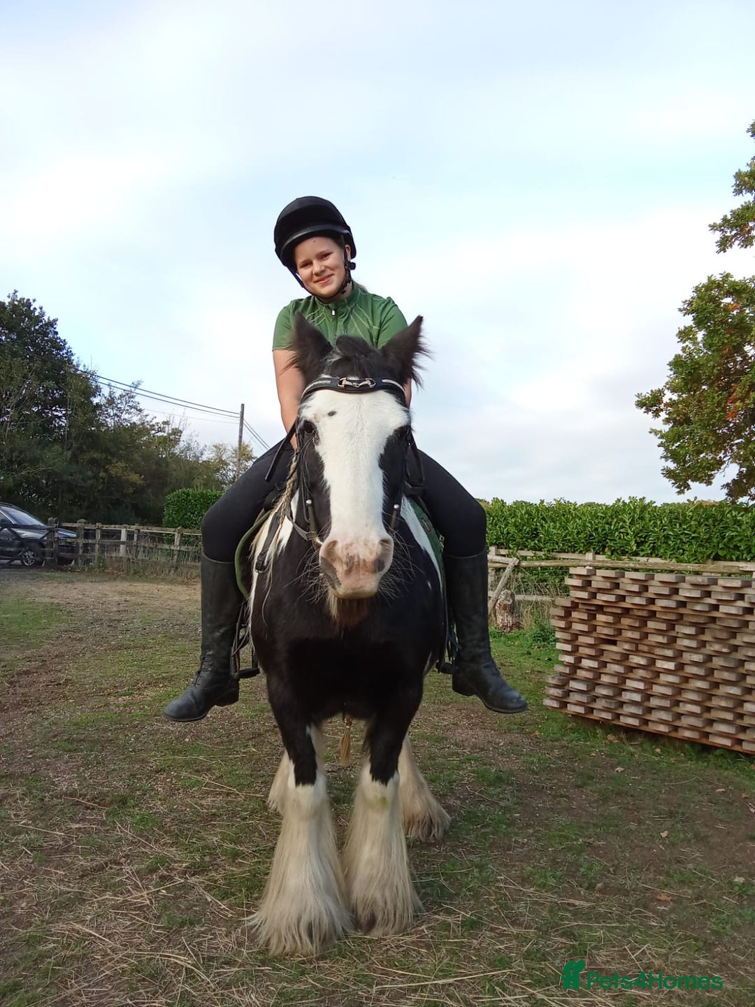 Riding pony horses for sale: Nancy  - Advert 6