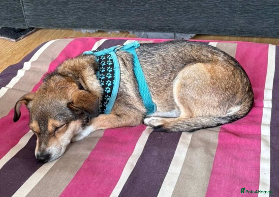 Mixed Breed dogs for adoption:  Lovely little Nora is ready for her forever home - Image 3