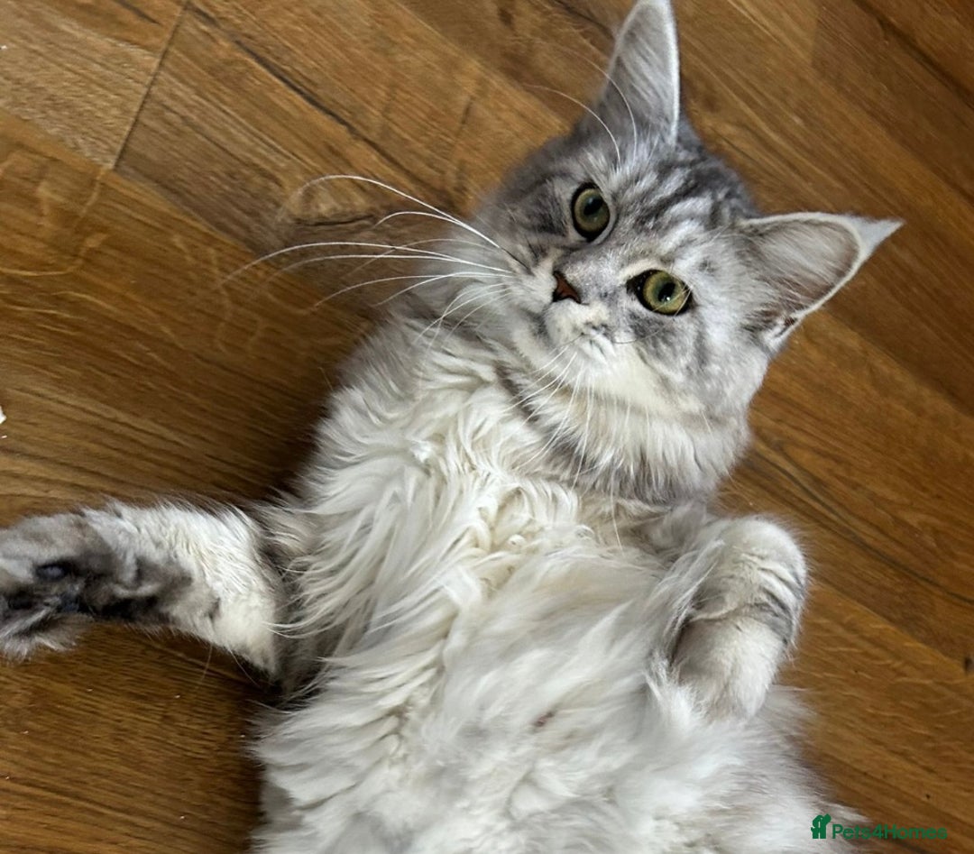 Maine Coon cats for sale: Beautiful Mainecoon kittens - Image 5