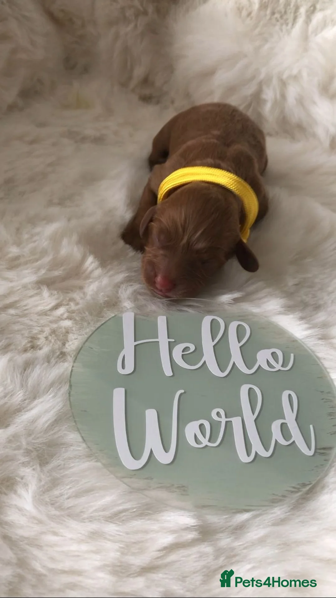 Poodle dogs for stud: Kc health tested fox red toy poodle in Stevenage - Advert 18