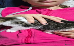 Mixed Breed cats for sale: Friendly playful kittens ready to find thier new  - Image 25