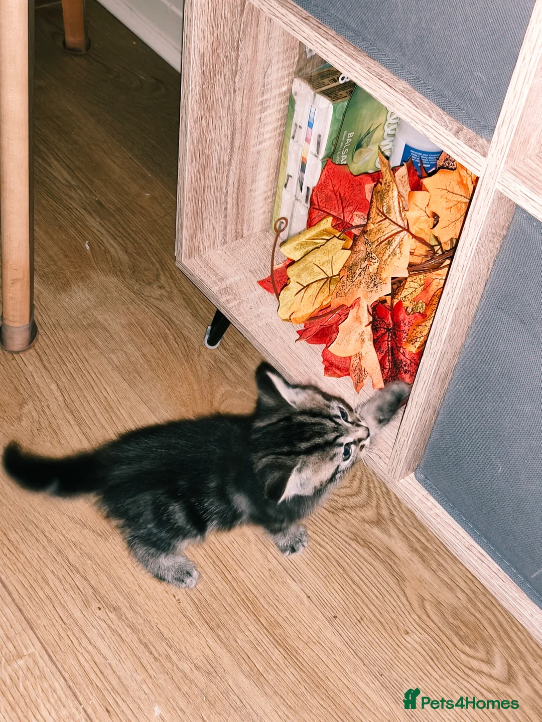 Mixed Breed cats for sale: Beautiful, Affectionate & Well-Socialised Kittens  - Advert 7